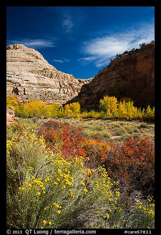 Blooming sage and cottonwoods in autum colors, Fremont River Canyon. Capitol Reef National Park, Utah, USA.