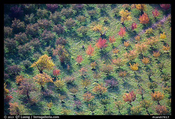 Orchard trees in autumn from above. Capitol Reef National Park, Utah, USA.