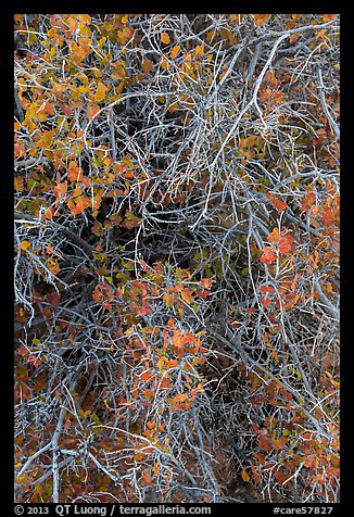 Branches and leaves in autumn. Capitol Reef National Park, Utah, USA.