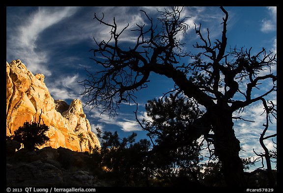 Silhouetted juniper and cliff. Capitol Reef National Park, Utah, USA.