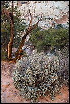 Desert vegetation on North Rim. Capitol Reef National Park, Utah, USA. (color)