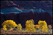 Cottonwood trees in the fall against shale. Capitol Reef National Park ( color)