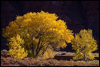 Cottonwood trees in autumn against cliffs. Capitol Reef National Park ( color)