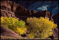 Cottonwood trees in autumn, Moenkopi Formation and Monitor Butte rocks. Capitol Reef National Park ( color)