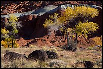 Basalt boulders, Cottonwoods in autumn, cliffs. Capitol Reef National Park, Utah, USA. (color)