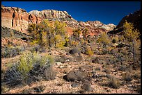 Cottonwoods and desert plants in autumn near Pleasant Creek. Capitol Reef National Park, Utah, USA. (color)