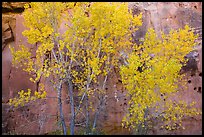 Aspen in fall foliage against red sandstone cliff. Capitol Reef National Park ( color)