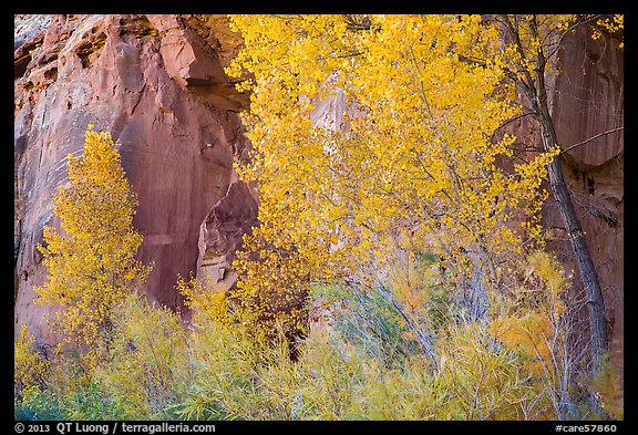 Trees in fall foliage against sandstone cliff. Capitol Reef National Park (color)