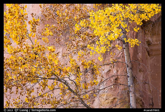 Aspen in fall foliage against red cliff. Capitol Reef National Park, Utah, USA.