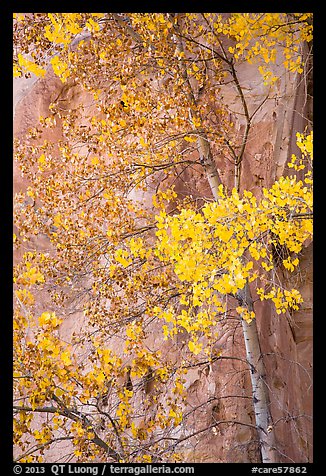 Aspen tree in autumn foliage against red cliff. Capitol Reef National Park, Utah, USA.