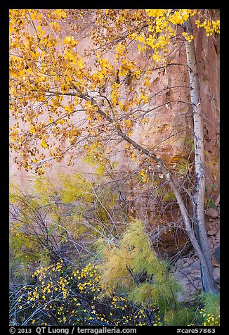 Tree and shrubs in autumn foliage against red cliff. Capitol Reef National Park, Utah, USA.