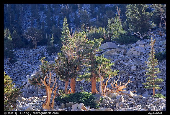 Bristlecone Pine trees and tallus, Wheeler cirque. Great Basin National Park, Nevada, USA.
