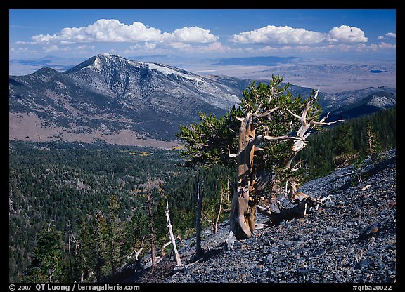 Bristlecone pine tree on slope overlooking desert, Mt Washington. Great Basin  National Park (color)