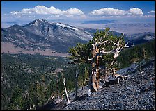 Bristlecone pine tree on slope overlooking desert, Mt Washington. Great Basin National Park, Nevada, USA.