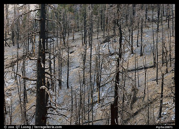 Forest of burned trees. Great Basin National Park, Nevada, USA.