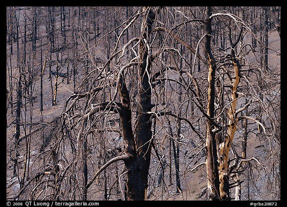 Burned trees on hillside. Great Basin National Park, Nevada, USA.