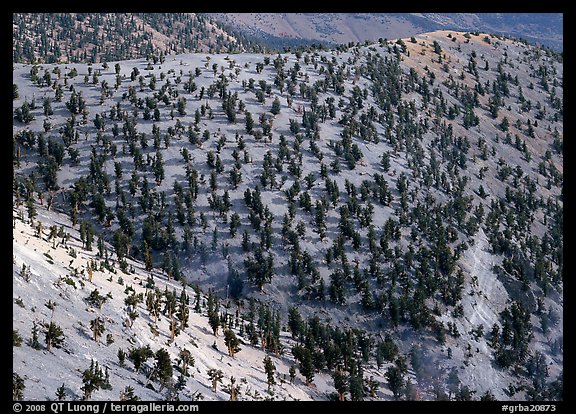 Grove of Bristlecone Pines on hillside near Mt Washington, morning. Great Basin  National Park (color)