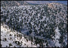 Grove of Bristlecone Pines on hillside near Mt Washington, morning. Great Basin  National Park ( color)