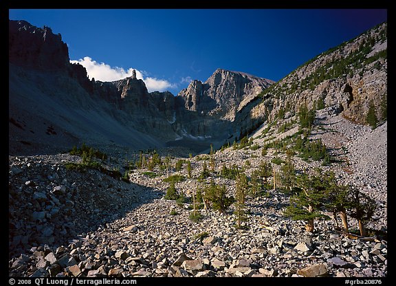 Bristlecone pine and morainic rocks, Wheeler Peak, morning. Great Basin  National Park (color)
