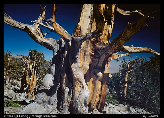 Bristelecone pine grove at the base of Wheeler Peak. Great Basin National Park (color)