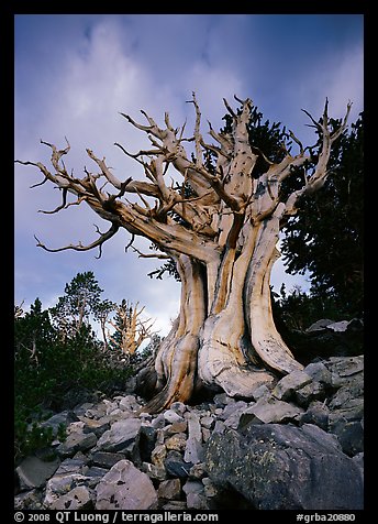 Ancient Bristlecone Pine, Wheeler Peak Basin, afternoon. Great Basin  National Park (color)