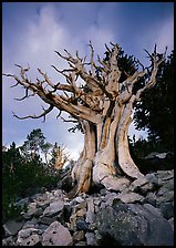 Ancient Bristlecone Pine, Wheeler Peak Basin, afternoon. Great Basin National Park ( color)