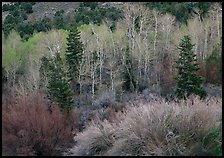 Tapestry of shrubs and trees in early spring. Great Basin  National Park ( color)