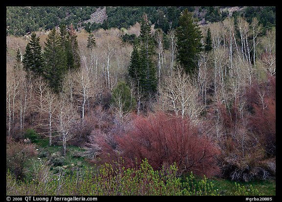 Bare trees, new leaves, and conifers. Great Basin National Park, Nevada, USA.