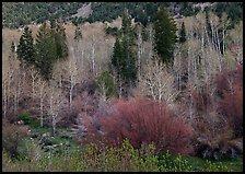 Bare trees, new leaves, and conifers. Great Basin National Park, Nevada, USA. (color)