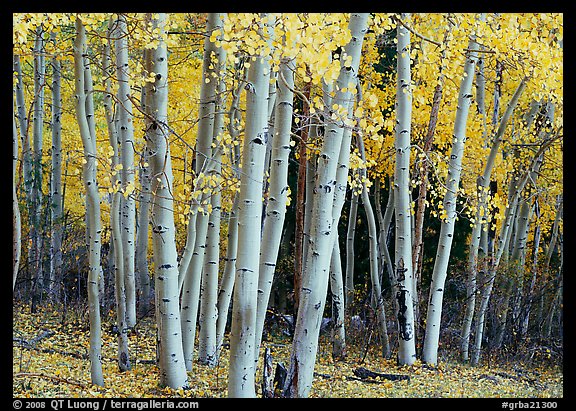 Aspens, Snake Creek, autumn. Great Basin National Park (color)