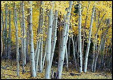 Aspens, Snake Creek, autumn. Great Basin National Park, Nevada, USA.