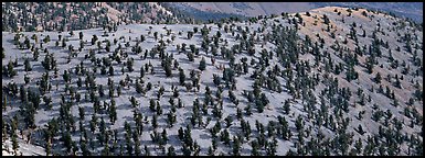 Hillside with Bristlecone pine forest. Great Basin National Park (Panoramic color)