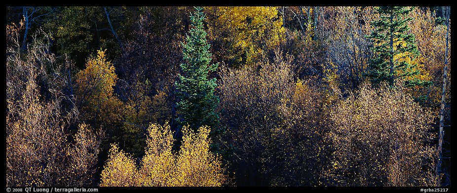 Backlit autumn leaves on hillside, Snake Creek. Great Basin National Park (color)