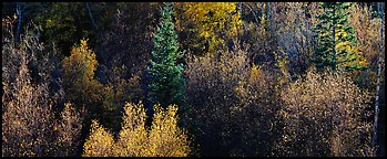 Backlit autumn leaves on hillside, Snake Creek. Great Basin National Park (Panoramic color)