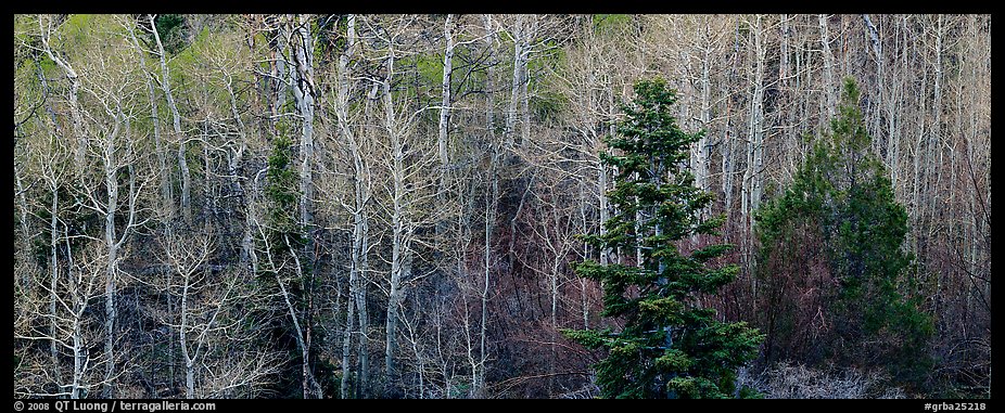 Trees in early spring. Great Basin National Park, Nevada, USA.