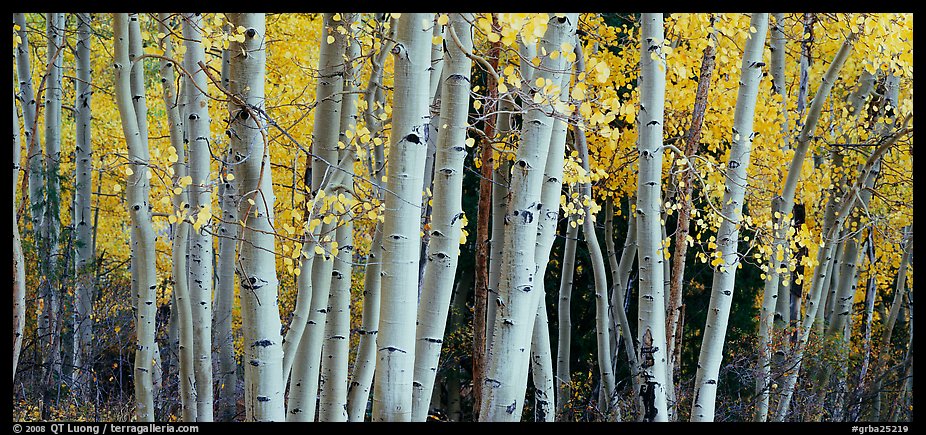Autumn aspens. Great Basin  National Park (color)