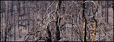 Burned trees landscape. Great Basin National Park (Panoramic color)