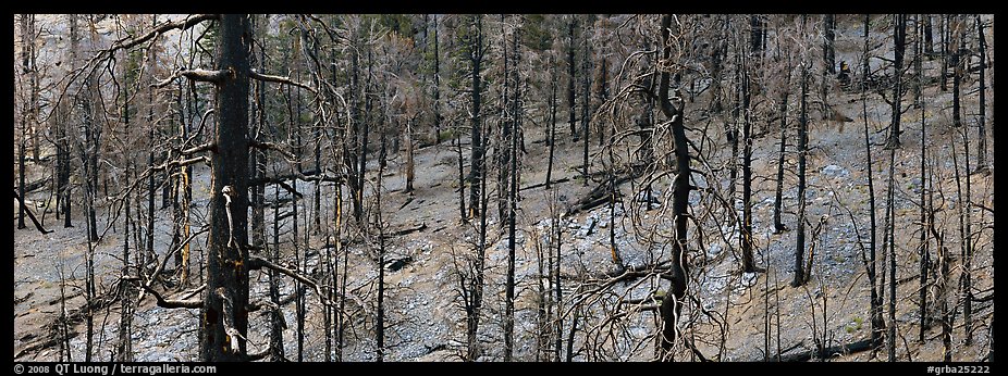 Burned forest. Great Basin  National Park (color)