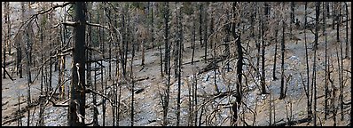 Burned forest. Great Basin National Park (Panoramic color)