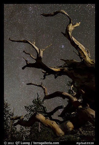 Twisted branches of bristlecone pine and stars. Great Basin National Park, Nevada, USA.
