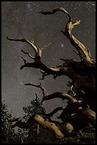 Twisted branches of bristlecone pine and stars. Great Basin National Park, Nevada, USA. (color)