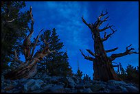 Bristlecone pine trees with last stars at pre-dawn. Great Basin National Park ( color)