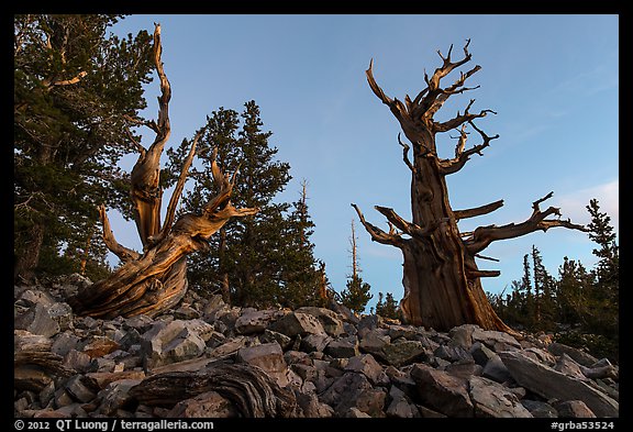 Bristlecone pine trees at dawn, Wheeler cirque. Great Basin National Park (color)