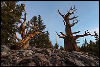 Bristlecone pine trees at dawn, Wheeler cirque. Great Basin National Park ( color)