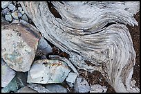 Ground close-up with quartzite, bristlecone pine cones and roots. Great Basin National Park, Nevada, USA. (color)
