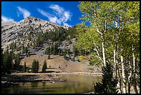 Aspen and Stella Lake. Great Basin National Park, Nevada, USA. (color)