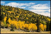 Mixed forest in autumn foliage. Great Basin National Park ( color)