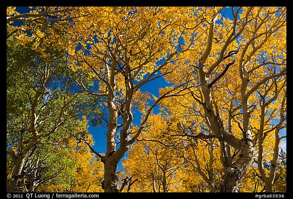 Trees with leaves in autumn foliage. Great Basin National Park, Nevada, USA.