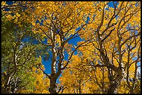 Trees with leaves in autumn foliage. Great Basin National Park ( color)