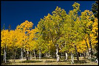 Trees in fall foliage. Great Basin National Park, Nevada, USA.